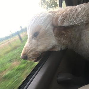 Meet your Posher, Owen